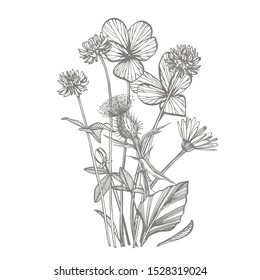 Pansy and Clover or daisy flower. Botanical illustration. Good for cosmetics, medicine, treating, aromatherapy, nursing, package design, field bouquet. Hand drawn wild hay flowers