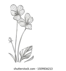 Pansy Flower Line Drawing - Best Flower Wallpaper