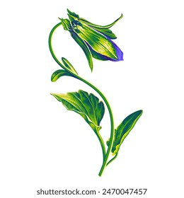 Pansy flower bud. Isolated botanical clip art element. A green fragile plant with a stem, leaves and a bud, hand-drawn with love and attention to detail