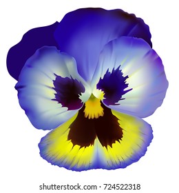 Pansy flower.
Hand drawn vector illustration of a garden variety of Viola tricolor on transparent background, realistic style.