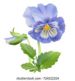 Pansy flower.
Hand drawn vector illustration of a garden variety of Viola tricolor on transparent background, realistic style.