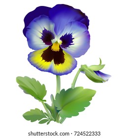 Pansy flower.
Hand drawn vector illustration of a garden variety of Viola tricolor on transparent background, realistic style.