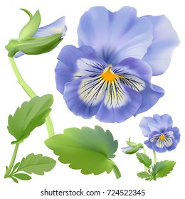 Pansy flower.
Hand drawn vector illustration of a garden variety of Viola tricolor on transparent background, realistic style.