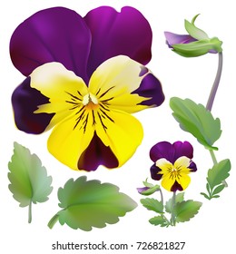 Pansy flower.
Hand drawn vector illustration of a garden variety of Viola tricolor on transparent background, realistic style.