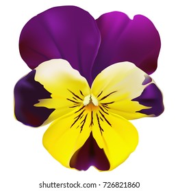 Pansy flower.
Hand drawn vector illustration of a garden variety of Viola tricolor on transparent background, realistic style.