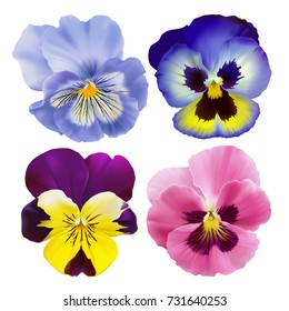 Pansy flower.
Hand drawn vector illustration of garden varieties of Viola tricolor on transparent background, realistic style.