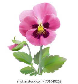 Pansy flower.
Hand drawn vector illustration of a garden variety of Viola tricolor on transparent background, realistic style.