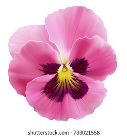 Pansy flower.
Hand drawn vector illustration of a garden variety of Viola tricolor on transparent background, realistic style.