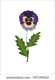 Pansy flower. Hand drawn vector illustration of a garden variety of Viola tricolor on white background.