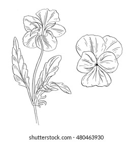 Pansy flower ink sketch on white background. Vector illustration for your design