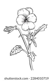 Pansy flower with leaves and buds, healing herbs, drawing. Violet flowers plants. Botanical hand drawing illustration. Garden flowers. Vector outlines isolated on a white background. Design tattoo