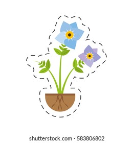 pansy flower spring growing vector illustration eps 10