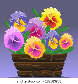pansy flowers