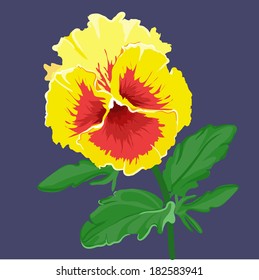 pansy flowers