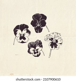 Pansy flowers, hand drawn botanical illustration, vintage style