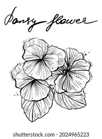 Pansy flowers, hand drawn, monochrome, vector