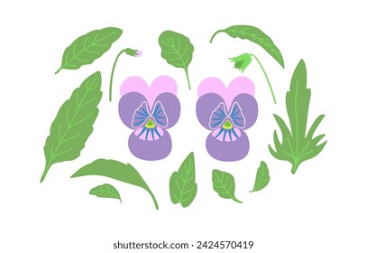 Pansy flowers and leaves element set. Purple pink viola plant hand drawn vector illustration. Spring, summer, nature.