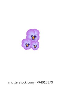 Pansy on white background
