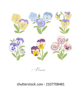 Pansy spring flower botanical hand drawn vector illustration set isolated on white. Vintage romantic cottage garden pansies florals curiosity cabinet aesthetic print.