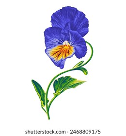 Pansy, Viola amarilla con azul. Sofisticada ilustración botánica de flor brillante en estilo realista. Formato de Vector de ilustración dibujado a mano muy detallado. Arte de Clip aislado sobre un fondo blanco