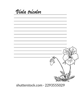 Pansy Violet with green leaves on white background, tricolor, botanical illustration, black outlines, hand drawing card, elements of design. Vector illustration.