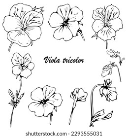 Pansy Violet with green leaves on white background, tricolor, botanical illustration, black outlines, hand drawing elements of design. Vector illustration.