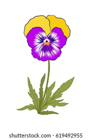 pansy, violets, flower illustration in botanical style. Stock vector illustration.