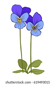 pansy, violets, flower illustration in botanical style. Stock vector illustration.
