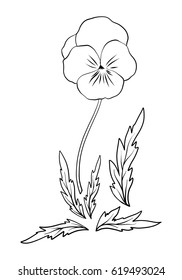 pansy, violets, flower illustration in botanical style. Stock vector illustration.