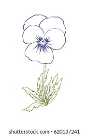 Pansy, Violets, Flower Illustration In Botanical Style. Stock Vector Illustration.