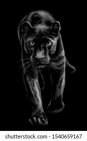 
Panther. Artistic, sketchy, black and white portrait of a walking panther on a black background.