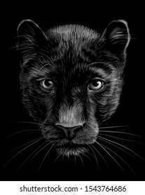 Panther. Artistic, sketchy,  black and white portrait of a panther head on a black background.