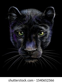 Panther. Artistic, sketchy, color portrait of a panther head on a black background.