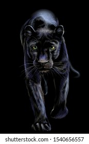 
Panther. Artistic, sketchy, color portrait of a walking panther on a black background.