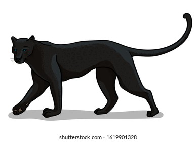 Panther big cat isolated in cartoon style. Educational zoology illustration, coloring book picture.