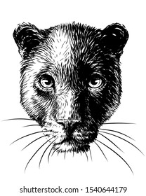 Panther. Graphic, sketchy, black and white portrait of a panther on a white background.