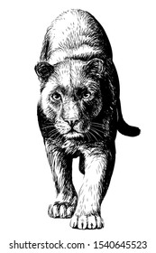 Panther. Graphic, sketchy, black and white portrait of a walking panther on a white background.