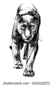 Panther. Graphic, sketchy, black and white portrait of a walking panther on a white background.