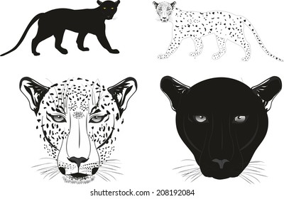 Panther and leopard and also their heads. Objects grouped and separated.