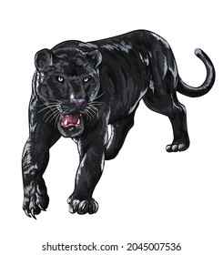 panther pictures , wild animal collection, dangerous, art.illustration, vector