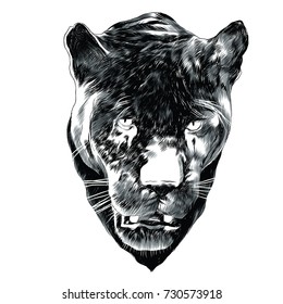 Panther sketch head vector graphics monochrome black-and-white drawing