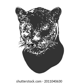 Panther. Wild cat. Monochrome graphics on an isolated background. Vector illustration.