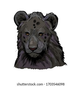 Panthera leo muzzle portrait in closeup. Mammal with black furry coat, feline animal. Predator from wild environment, drawing with isolated brush. Carnivore creature vector illustration.