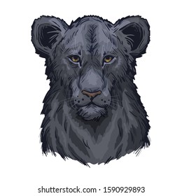 Panthera leo vector baby tabby portrait in closeup isolated sketch. Mammal with black furry coat feline animal. Predator of wild environment, drawing. Carnivore creature hand drawn vector illustration