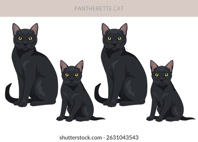 Pantherette Cat Clipart. Todas as cores do casaco definido.  Todas as raças de gato características infográfico. Ilustração vetorial