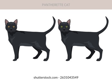 Pantherette Cat Clipart. Todas as cores do casaco definido.  Todas as raças de gato características infográfico. Ilustração vetorial