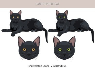 Pantherette Cat Clipart. Todas as cores do casaco definido.  Todas as raças de gato características infográfico. Ilustração vetorial