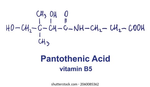 Estructura química del ácido pantotenico. Ilustración vectorial dibujada por mano.