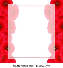 Papaver rhoeas Banner Card Border or common poppy,corn poppy,corn rose,field poppy,Flanders poppy or red poppy. isolated on White Background. Vector Illustration.