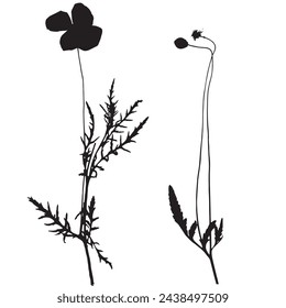 Papaver rhoeas flower, vector illustration from a herbarium.